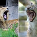 애완동물원 이미지