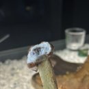 크림노래주점