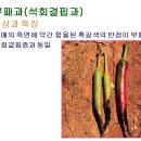 고추재배기술31탄-시설원예시험장 이미지