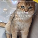 흥덕동물약국 | 청주 봉명동 쵸이캣 | 가족 모두 즐기는 카페