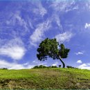 소나무가 있는 풍경 이미지