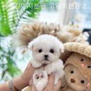 광주강아지분양 고양이분양 24시 데려가개본점 이미지