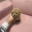 대구강아지분양 럽댕 이미지