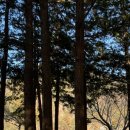 [산청 경호강 캠핑장] 숲뷰, 강뷰 고르기 어려울 땐 둘 다 보면됨 (A구역 11번)