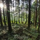 달마고도 이미지