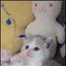 더 반려 강아지분양 고양이분양 잠실본점 이미지