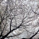 삼천리(아) | 초등고학년 입문용 로드자전거 삼천리 아팔란치아 R14 구매후기