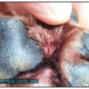 범서한방동물약국 이미지