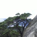 하늘과 소나무 이미지