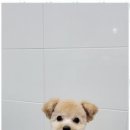 멍멍살롱 이미지