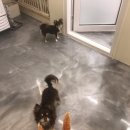 포포 데이케어 이미지