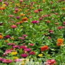 백일홍명품길 이미지