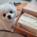 ＜강아지＞포메라니안/서울경기/인순이