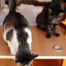 낭만고양이 이미지