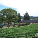 원주굽이길 2코스 700년노송길 이미지