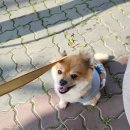 경천애인마을 | 230401~02 전북 완주 경천애인마을 펫츠고 투어 후기