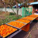 덕산 은행나무길 이미지