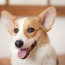 라온펫동물병원 이미지