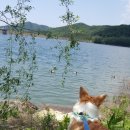 도도애견샵 이미지