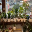 4289 | [김포 꽃집] 장기동 지따플라워 파스텔톤 감성 꽃다발 후기+꽃다발 사이즈