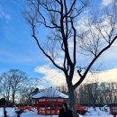 킹덤렌트카 | [삿포로🇯🇵] 샤토레제 가토킹덤 호텔 숙박 후기 | 삿포로 온천 호텔 (+조식, 석식 후기)