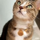 고양이 가죽 인식표 목걸이 해피해피공방 후기