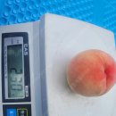 맛있는 경봉 복숭아 등외품 딱딱이 천일도 복숭아 노지 수박 이미지