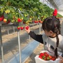 새자리농원 | 서울근교 딸기체험 농장 하나농원 주차 및 후기ㅣ경기도 양주 아이랑 가볼만한 곳