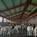 영소 농장 이미지