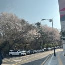 안산벚꽃음악회 | [공지] 서울 벚꽃 명소 안산자락길 실시간(26.04) 개화 상황 포토존 추천