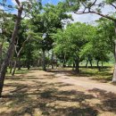 칠곡면신포숲 이미지