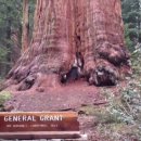 (주)나무대통령 이미지