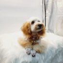 루이앤코코 이미지