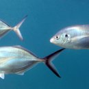 바다나라 이미지