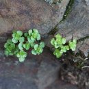 물통이 Pilea peploides (Gaudich.) Hook. & Arn. 이미지