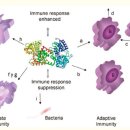 Re:Re:Immunomodulatory effects of lactoferrin 이미지