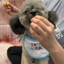 댕마카세 이미지