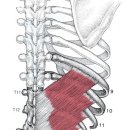 하후거근 (Serratus Posterior Inferior Muscle) 이야기 이미지