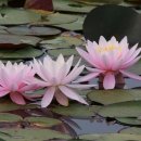 열려라 참깨 이미지