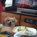 개꼬신내 이미지