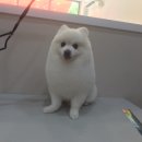 바둑이 쌀롱 이미지