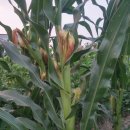 수목농장 이미지