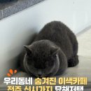 고양이카페 | 전주 묘해저택 신시가지에서 만나는 감성 고양이카페 다녀온 후기