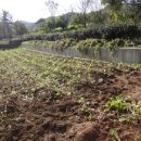 천사들의 먹거리 이미지