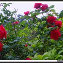 오월의여왕 이미지