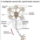 motor neuron의 기본개념에 대하여 - 꼭 다시 봐야.... 이미지