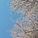 벚꽃 | 사천 선진리성 벚꽃 실시간 후기! 지금 상태 + 주차 정보까지