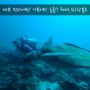 블루포인트A | 세부 스쿠버다이빙 힐루뚱안 날루수완 포인트에서 거북이와 춤을(막탄 뉴그랑블루)
