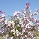 오월의수수꽃다리 이미지