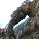 황금산뿌리